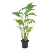 Alocasia Green 126 Cm