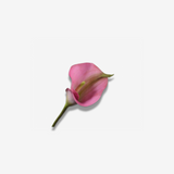 Calla Stem Pink/Green