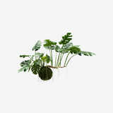 Monstera Hang Green