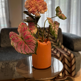 Alocasia Bush Bouquet